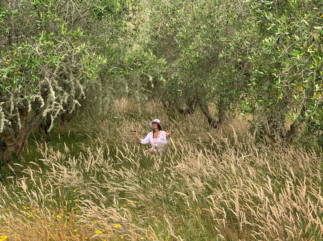 Riwaka River Estate景点图片