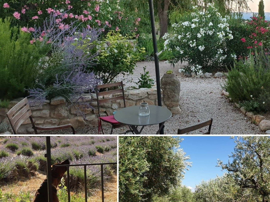 Mas des Olives主图