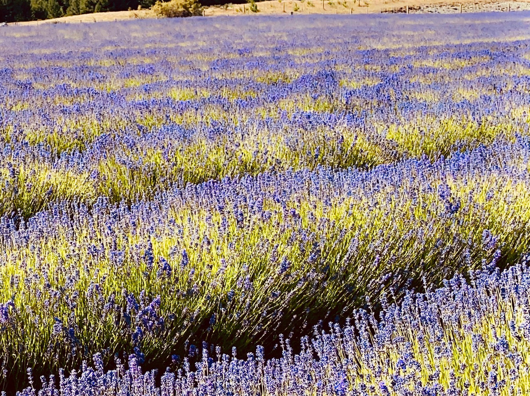New Zealand Alpine Lavender景点图片