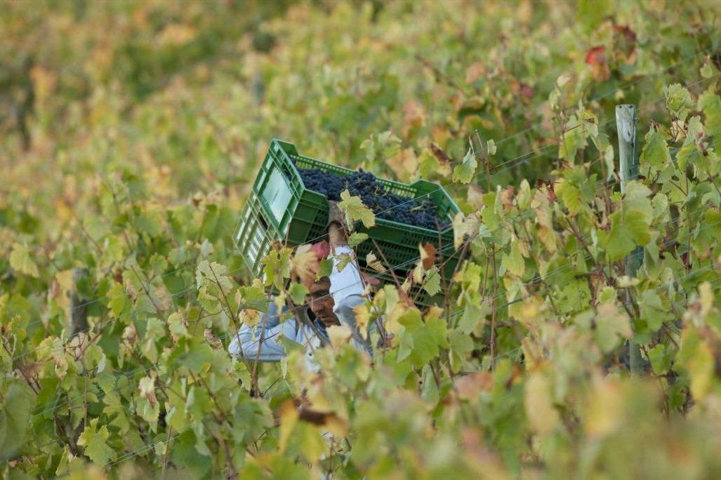 Polkura Syrah, Colchagua-Marchihue必去景点