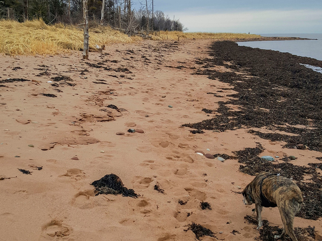 Caribou/Munroes Island Provincial Park-Pictou必去景点