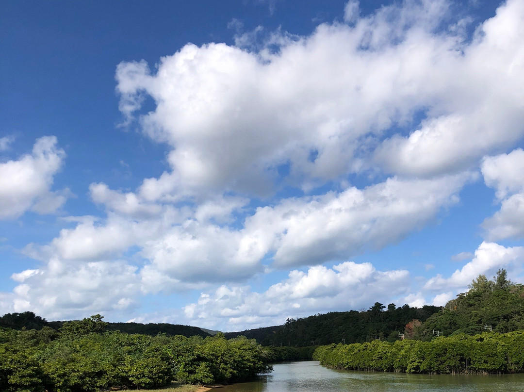 Gesashi Bay's Mangrove Forest景点图片