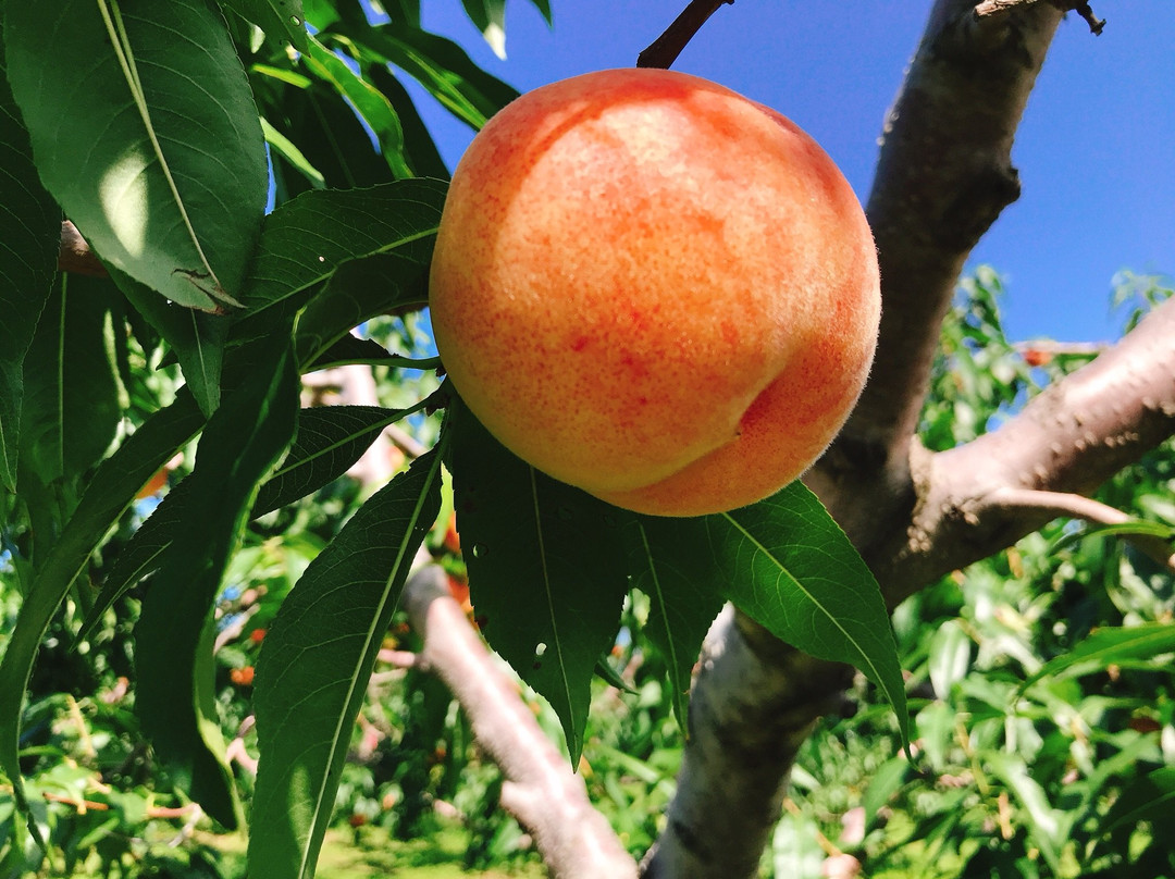 Nitori Kanko Fruits Farm-余市町必去景点