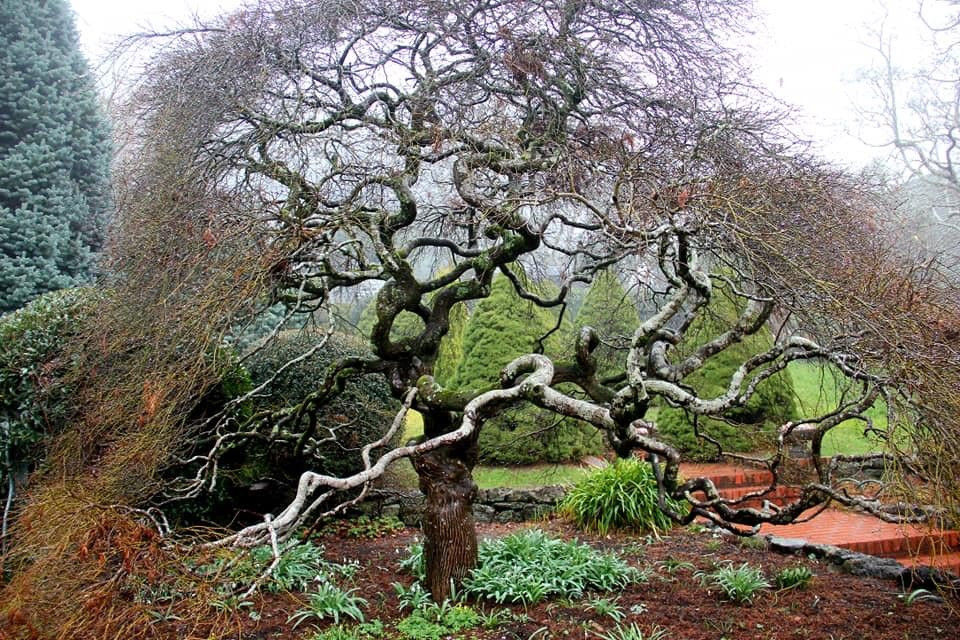 Cloudehill Nursery and Gardens-奥林达必去景点