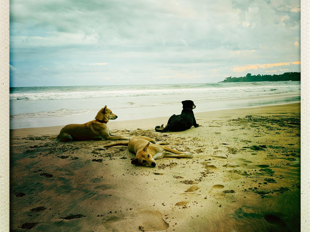 Zephyr Talalla主图