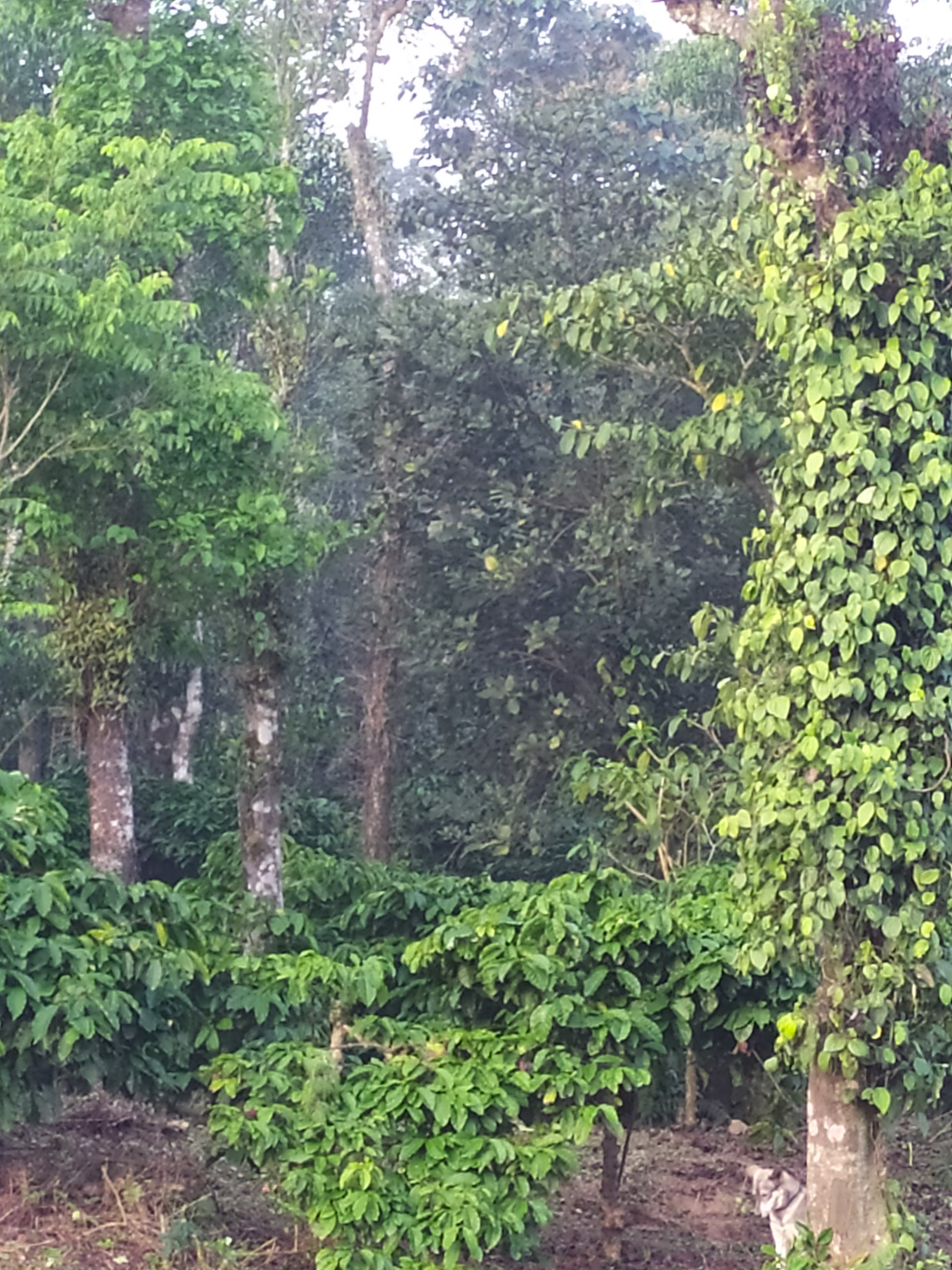 Sirimane Homestay-官方