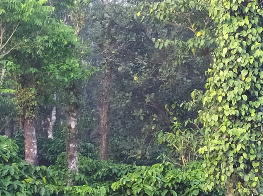 Sirimane Homestay主图