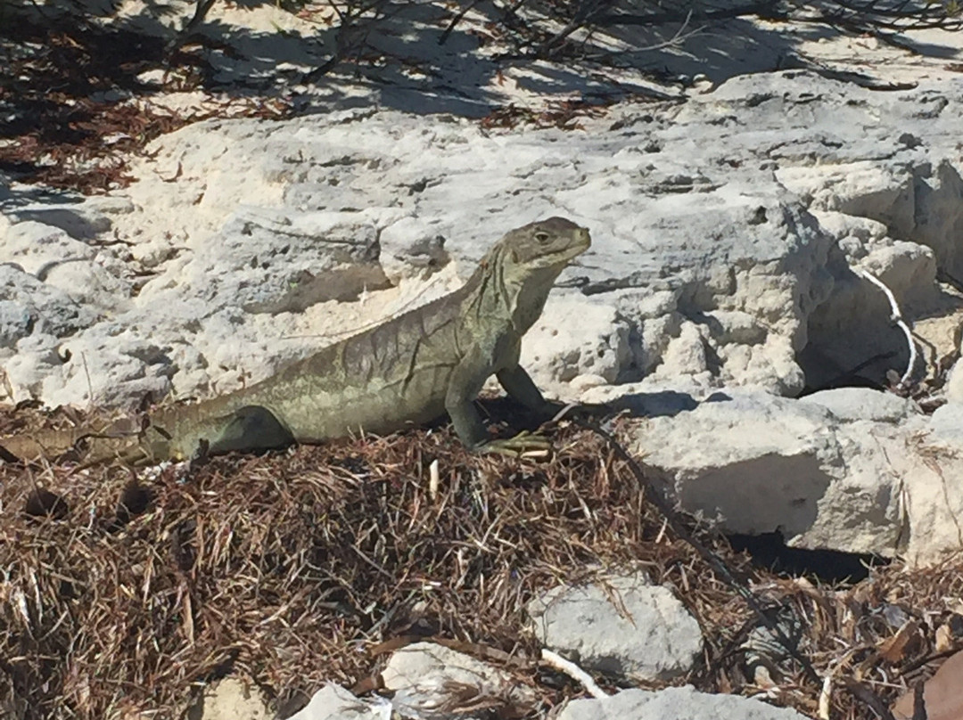 Little Water Cay-普罗维登西亚莱斯必去景点