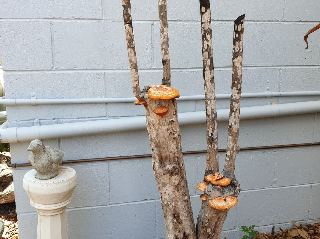 Grey Gum Lodge主图