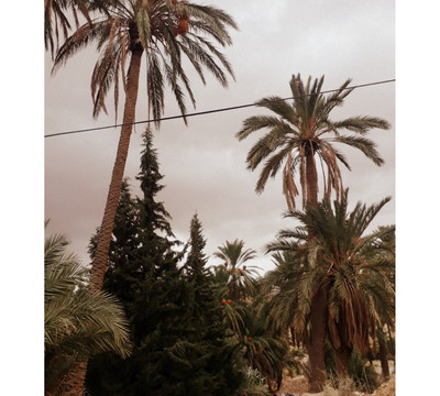 Biskra旅游攻略图片