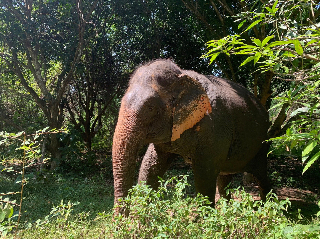Pattaya Elephant Sanctuary景点图片