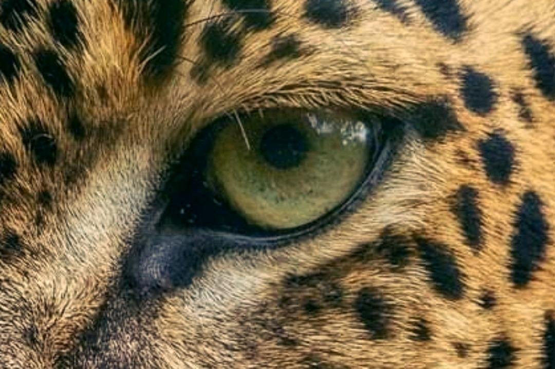 Yala Leopard Eye Safari-Palatupana必去景点