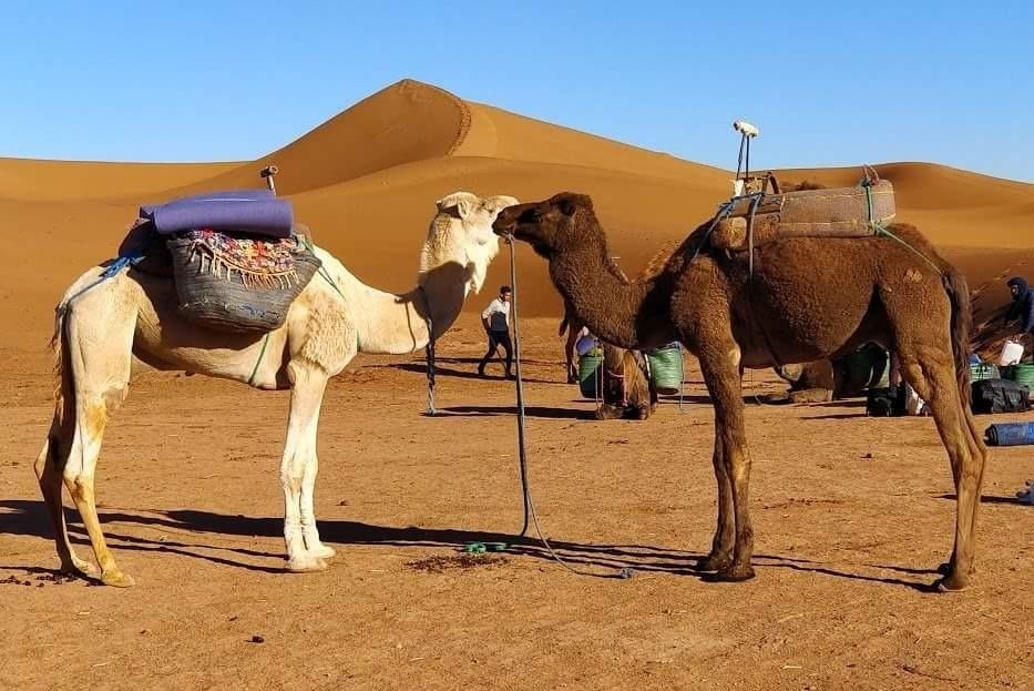 walkwithberbers-morocco