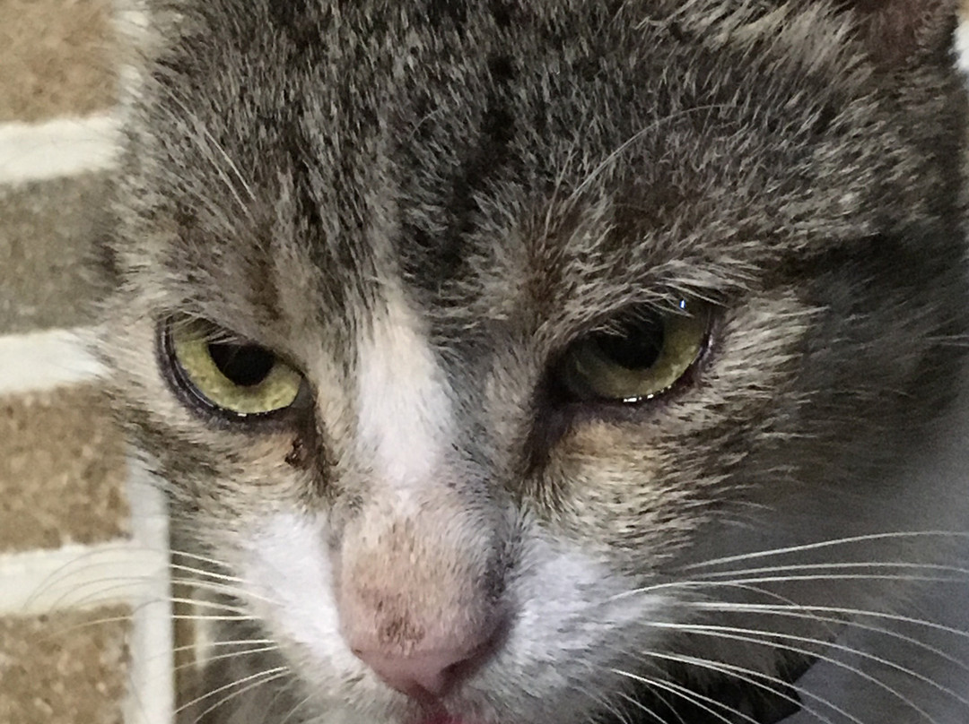 Hôtel-Restaurant l'Albatros主图