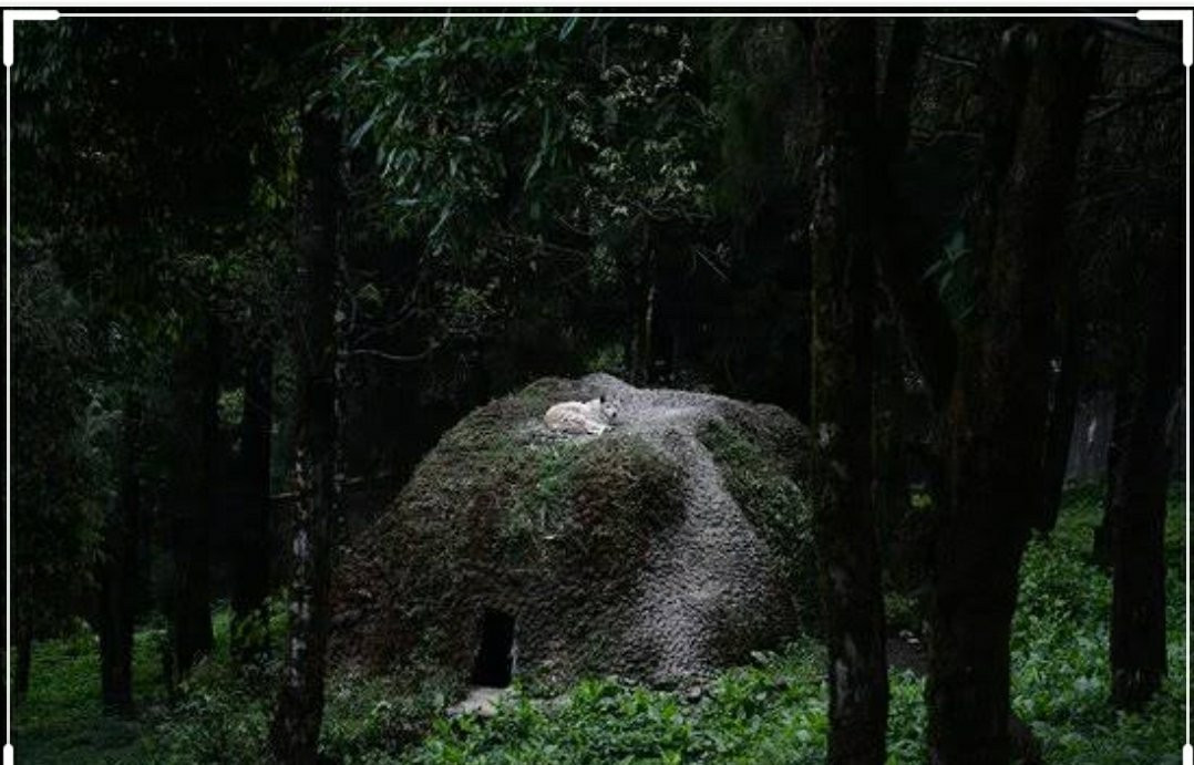 Himalayan Zoological Park-甘托克必去景点