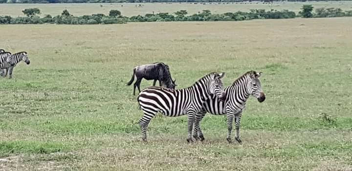 null-Akagera National Park