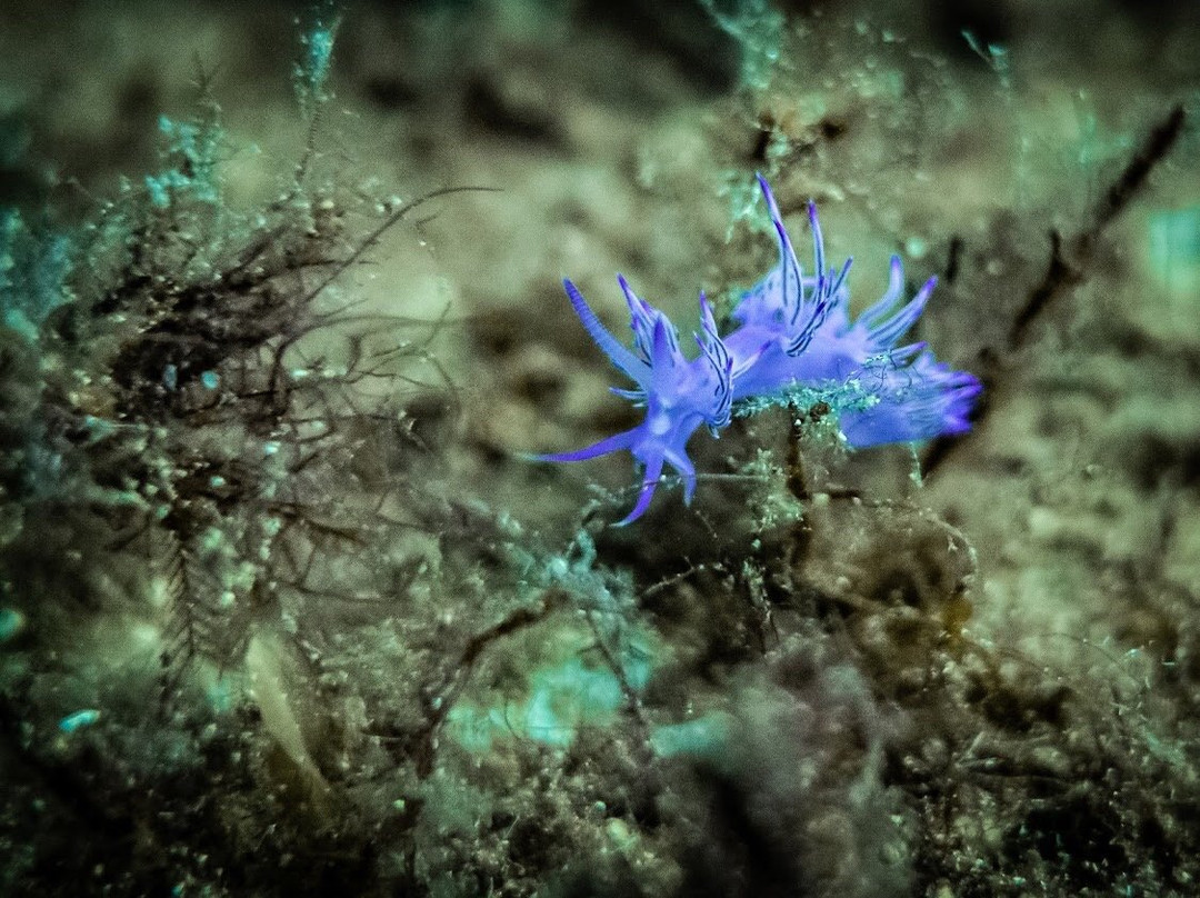 Mocean Images-Xlendi必去景点