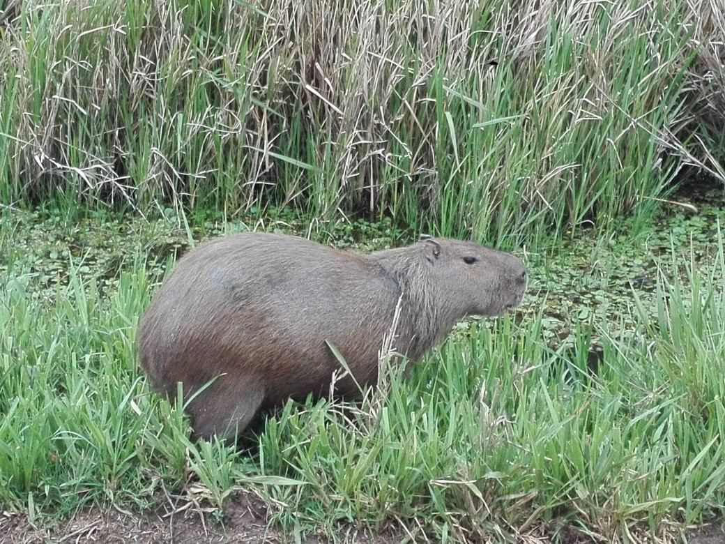 Parque Nacional Mburucuyá景点图片