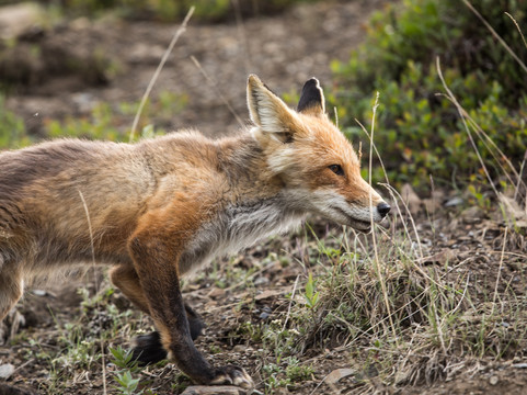 Denali Backcountry Adventure-德纳利国家公园和自然保护区必去景点