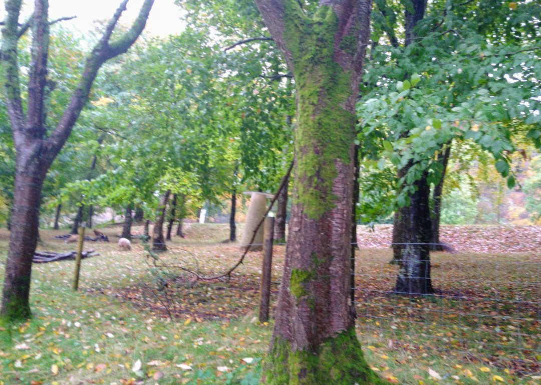 Devon Sculpture Park景点图片