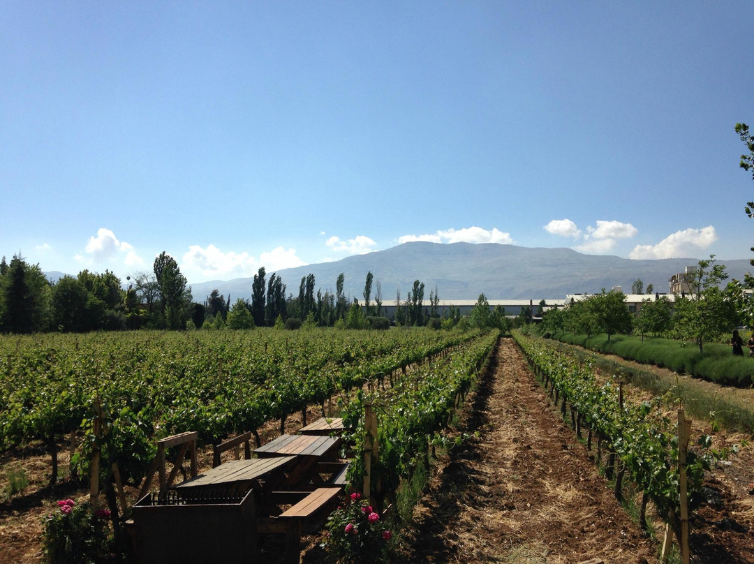 Massaya Winery景点图片