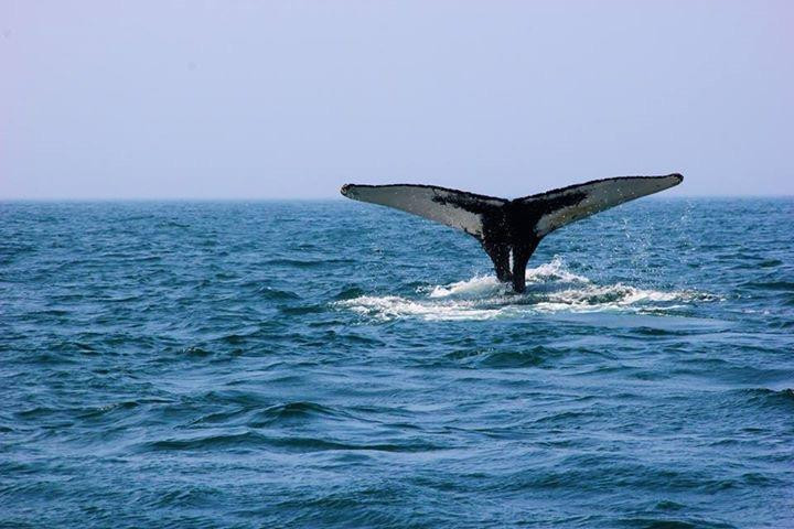 Ocean Explorations-Tiverton必去景点