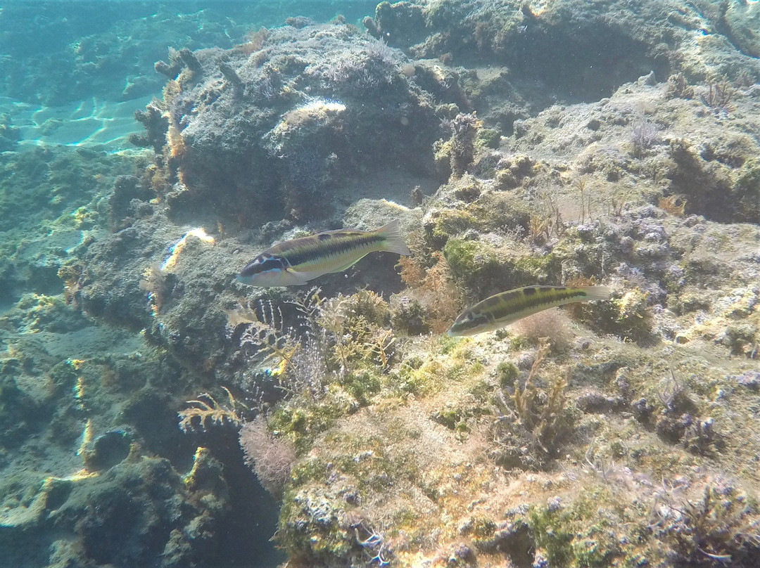 Kapparris Beach-帕拉林尼必去景点