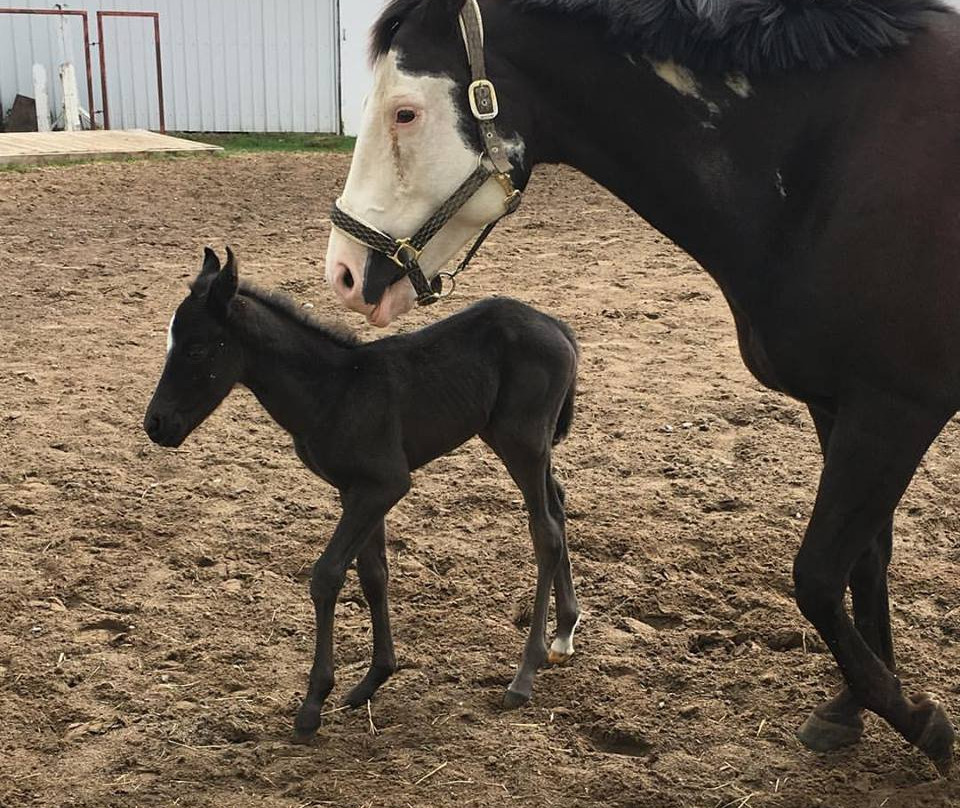 Carousel Canada-Trenton必去景点