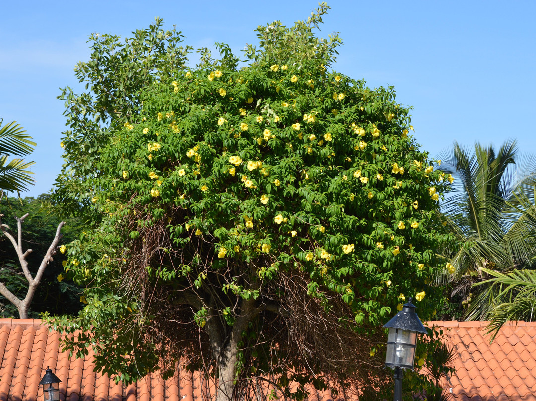 Sugar Cane Club Hotel & Spa主图