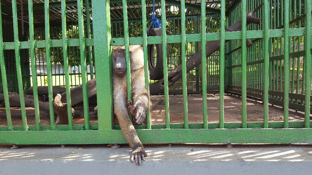Kumasi Zoo景点图片