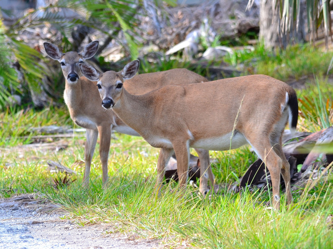 National Key Deer Refuge景点图片