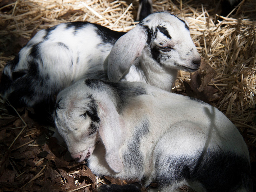 Foresthill旅游景点-Jollity Farm Goat Dairy