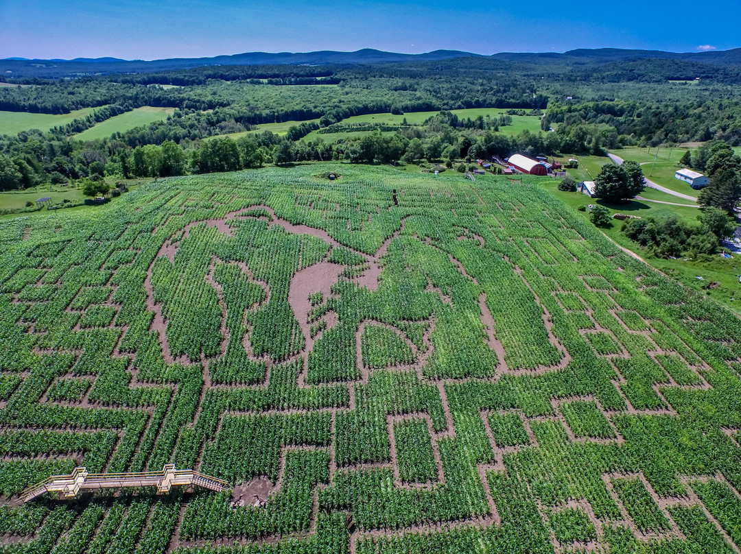 Great Vermont Corn Maze景点图片