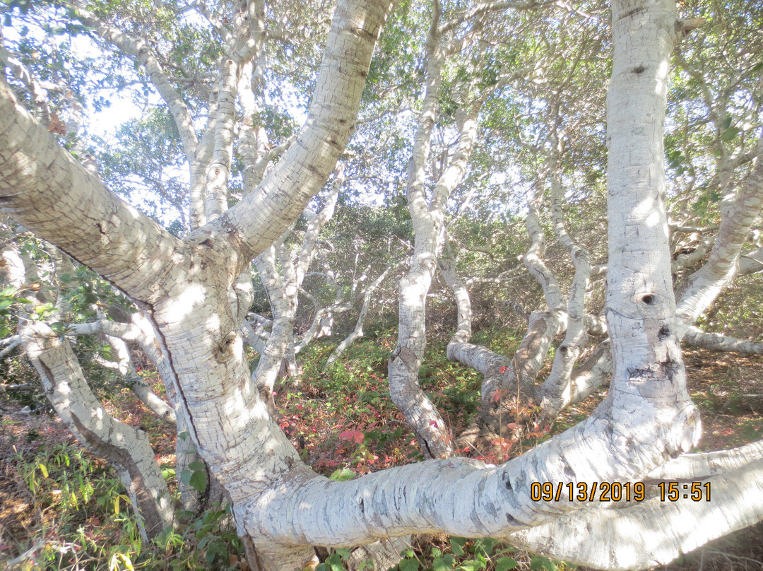 El Moro Elfin Forest景点图片