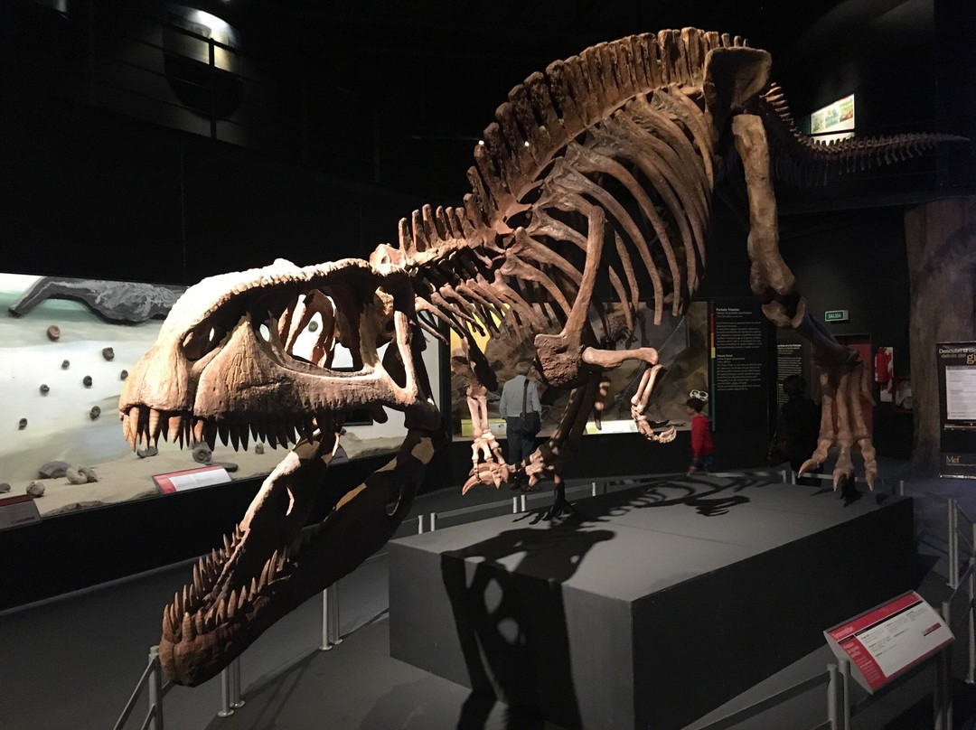 Museo Paleontologico Egidio Feruglio景点图片
