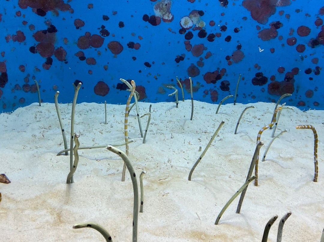 冲绳美之海水族馆-那霸市必去景点