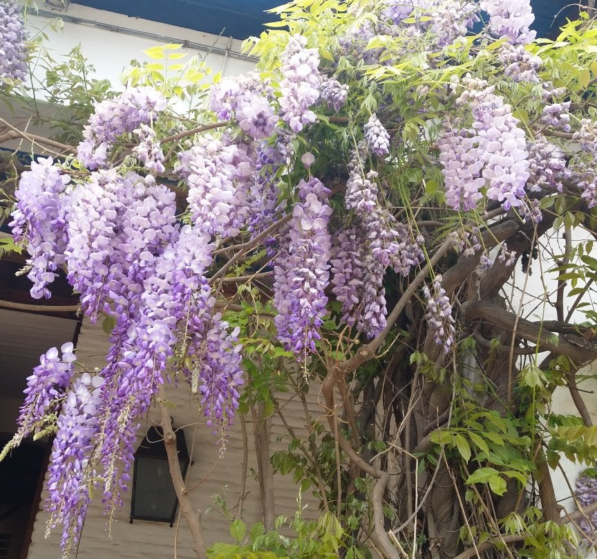 Vina Errazuriz-San Felipe必去景点