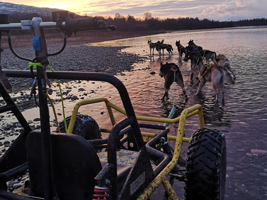 Stengelsen husky-阿尔塔必去景点