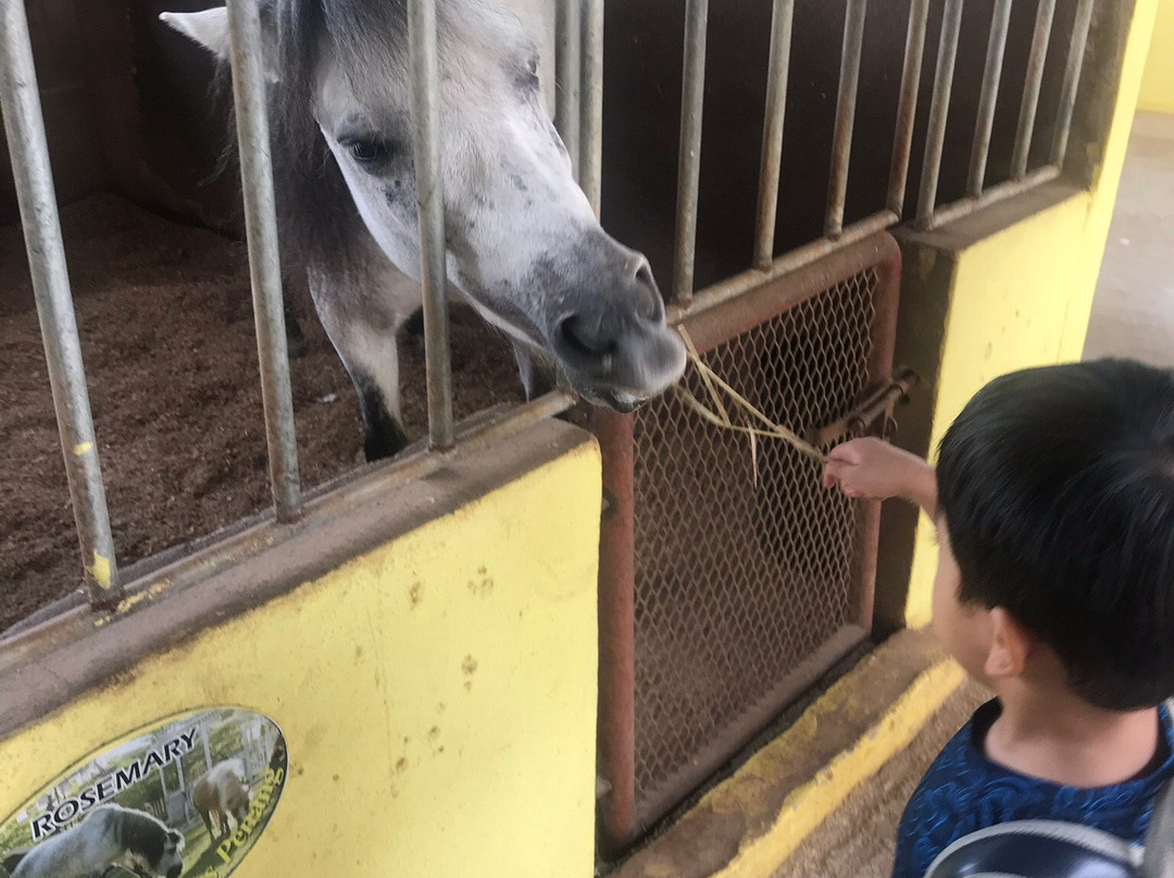 Countryside Stables Penang-槟城岛必去景点