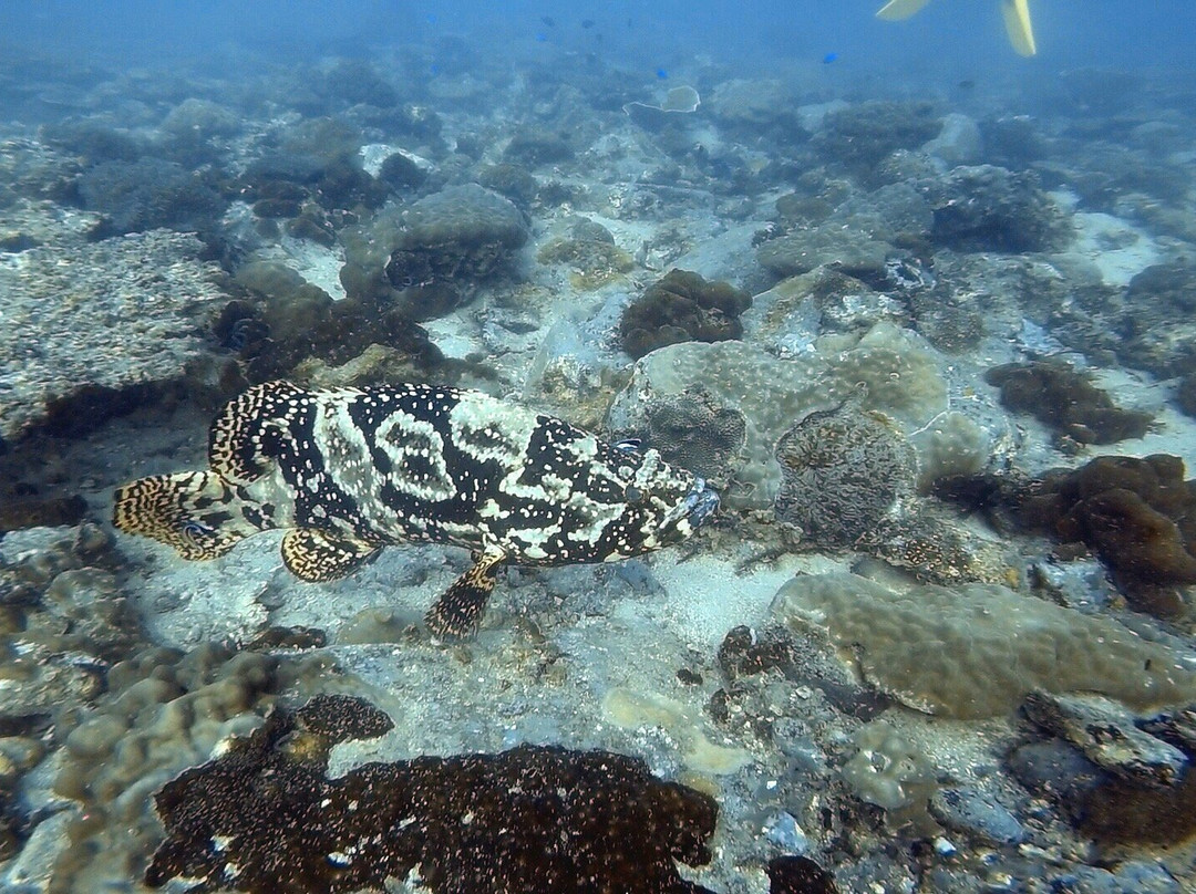 Perhentian Dive Center景点图片