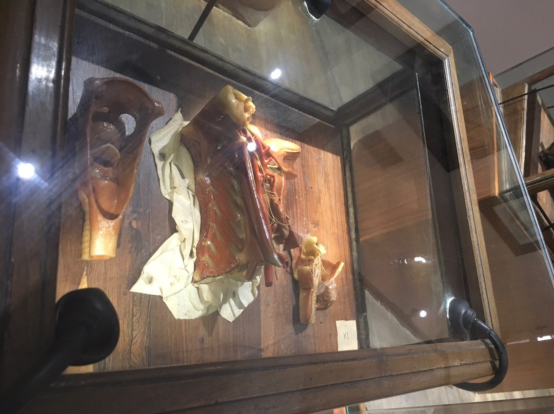 Museo delle Cere Anatomiche-卡利亚里省必去景点
