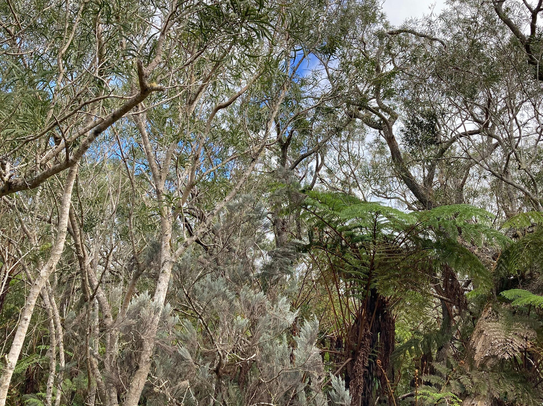 Forêt De Bébour景点图片