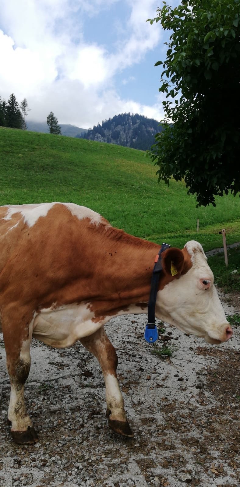 Biohof Hamann-官方