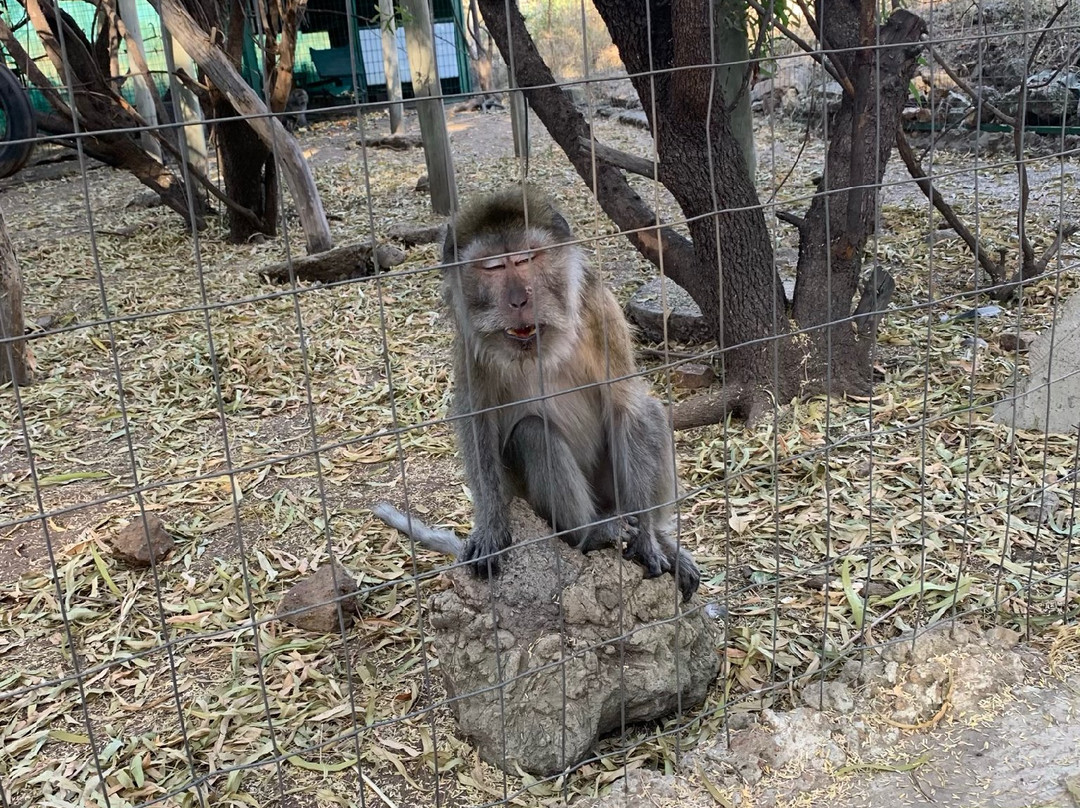 International Primate Rescue-比勒陀利亚必去景点