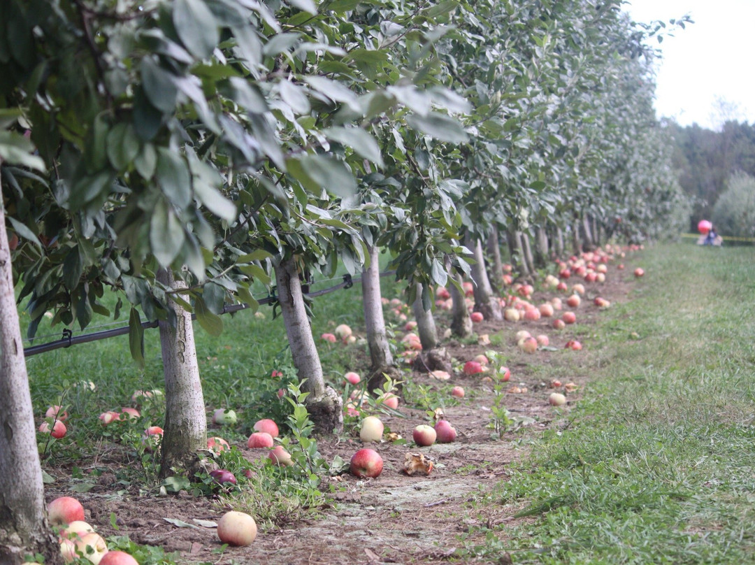 Park Hill Orchard景点图片