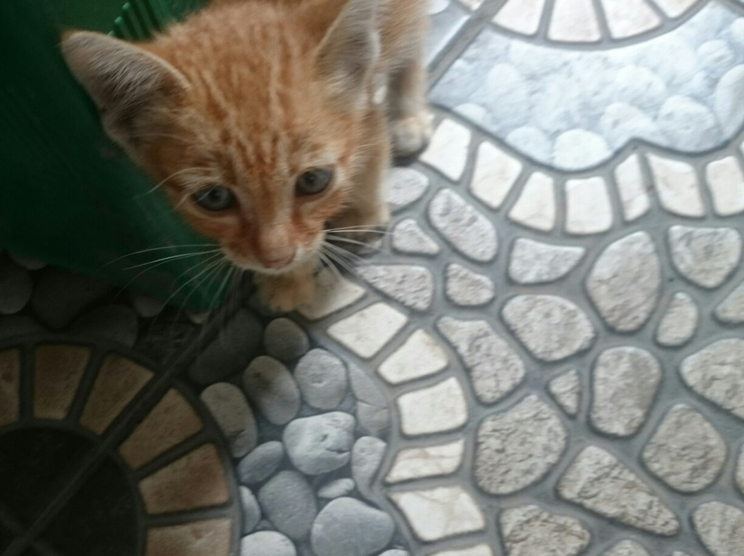 Carmona Municipal Park-Carmona必去景点