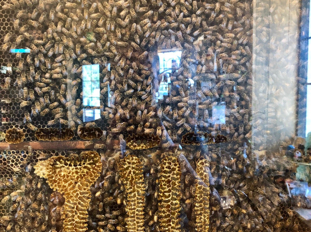 Honeyville-杜兰戈必去景点