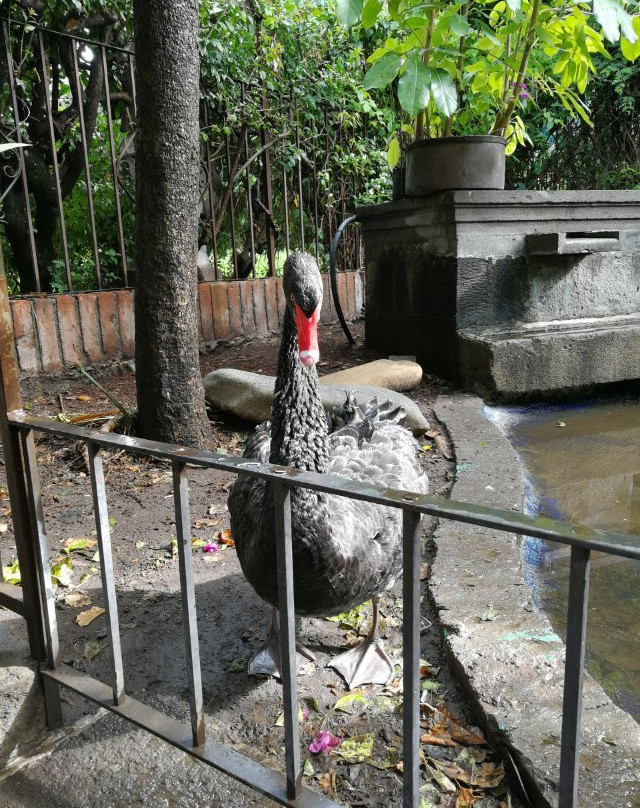 Las Calandrias主图