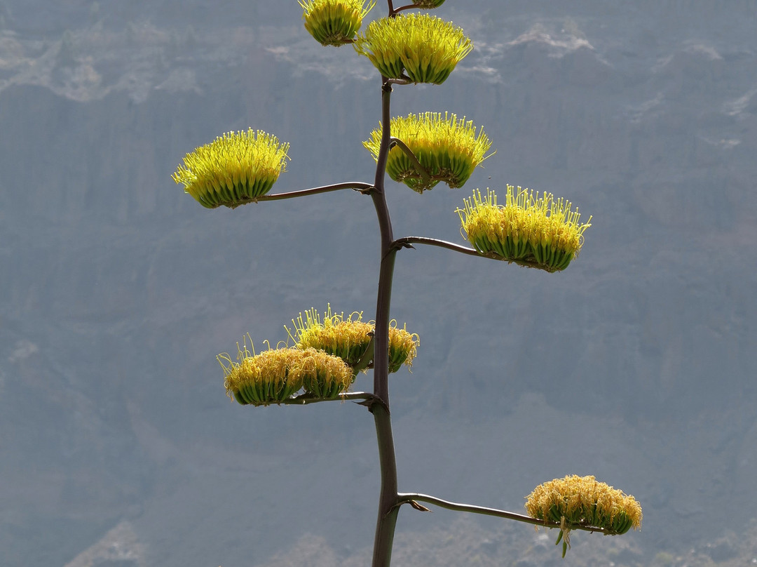 Cactualdea Park景点图片