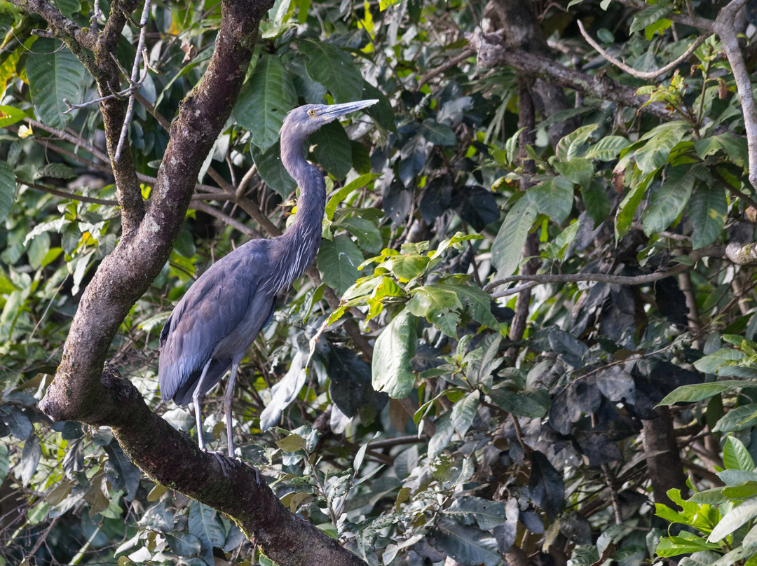 Daintree Boatman Wildlife Cruises-Daintree必去景点